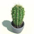  Magie avec la plante Cactus