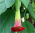  Magie avec la plante datura